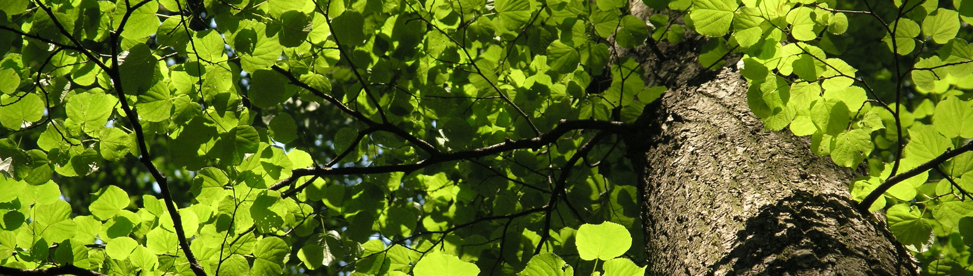 Grüne Landschaft - Nachhaltige Fonds